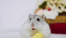 娱乐吃瓜酱仓鼠过生日,娱乐吃瓜酱仓鼠生日派对大揭秘